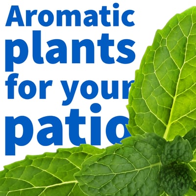 Aromatic_plants-01