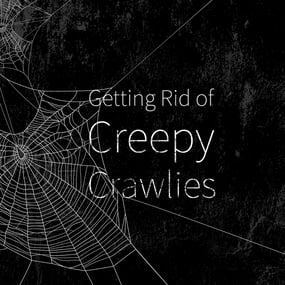 getting rid of creepy crawlies blog-01.jpg