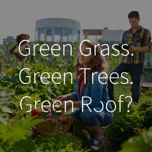 green roof blog