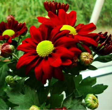 Pot-Mum-Chrysanthemum-flowers-red.jpg